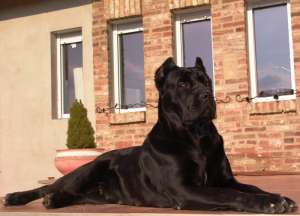 Vand pui Cane Corso
