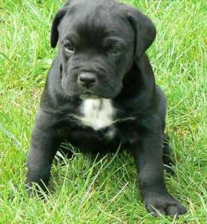 Vand pui Cane Corso