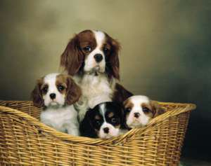 Vand pui Cavalier King Charles Spaniel