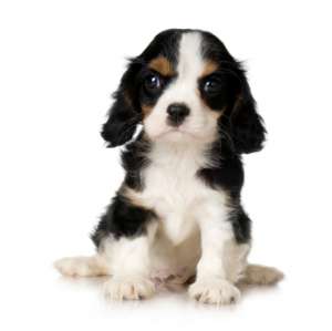Vand pui Cavalier King Charles Spaniel