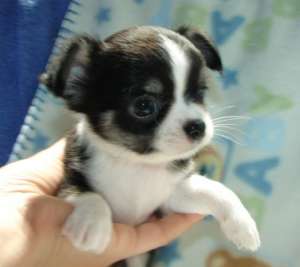 Vand pui Chihuahua