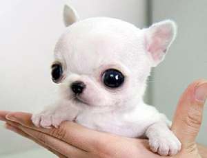 Vand pui Chihuahua