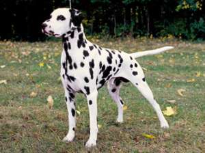 Vand pui Dalmatian