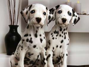 Vand pui Dalmatian