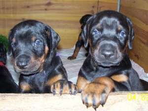 Vand pui Dobermann