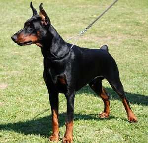Vand pui Dobermann
