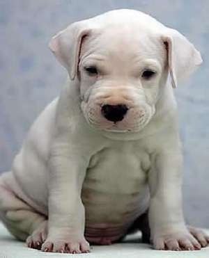 Vand pui Dog Argentinian