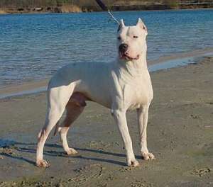 Vand pui Dog Argentinian