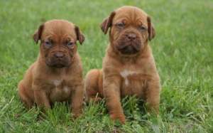 Vand pui Dog de Bordeaux
