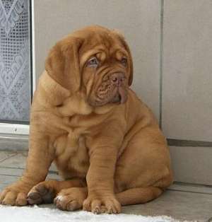 Vand pui Dog de Bordeaux