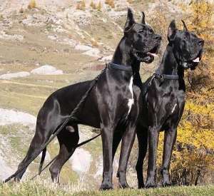 Vand pui Dog German