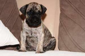 Vand pui Dogo Canario
