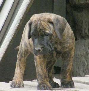 Vand pui Dogo Canario