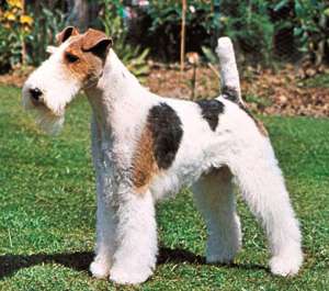 Vand pui Foxterrier