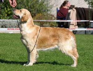 Vand pui Golden retreiver