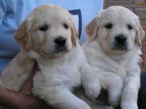 Vand pui Golden retreiver