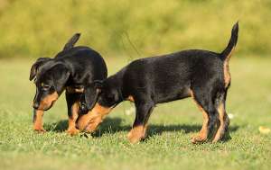 Vand pui Jagdterrier