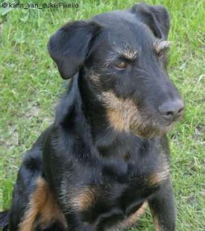 Vand pui Jagdterrier