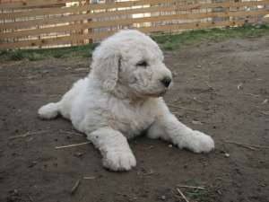 Vand pui Komondor
