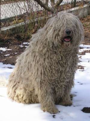 Vand pui Komondor