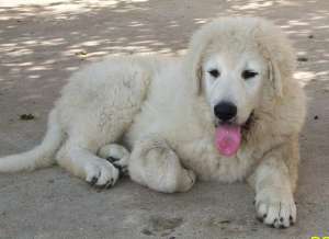 Vand pui Kuvasz