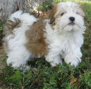 Vand pui Maltipoo