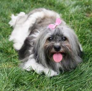 Vand pui Maltipoo