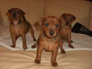 Vand pui Pinscher Pitic