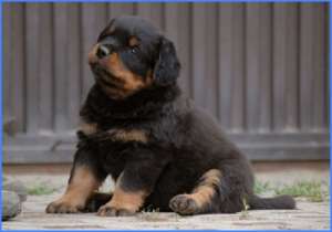 Vand pui Rottweiler