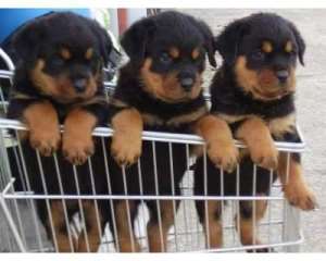 Vand pui Rottweiler