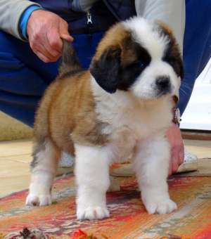 Vand pui Saint Bernard