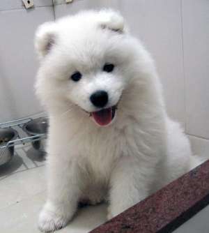 Vand pui Samoyed