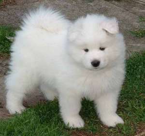 Vand pui Samoyed