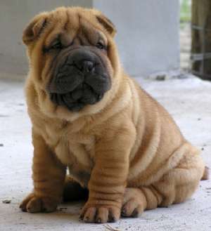 Vand pui Shar-Pei
