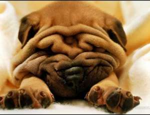 Vand pui Shar-Pei