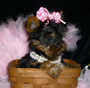 Vand pui Yorkshire Terrier