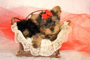 Vand pui Yorkshire Terrier