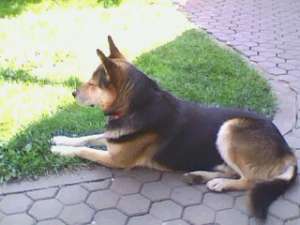 Mascul Husky-ciobanesc german caut pereche