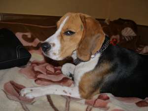 ofer mascul beagle pentru monta.Are 1 an si 7 luni si il cheama Toto este beagle englezesc cu pedigr