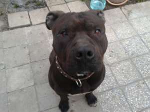 monta amstaff mascul