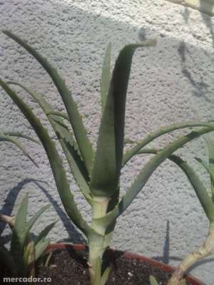 Vand pui aloe arborescens
