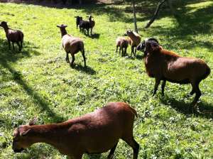 Vand oi cameroneze si metis cu dorper,  berbec adult (100 euro) berbecut (20lei/kg)