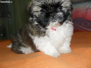 Shih Tzu de vanzare,     2 luni,    femela si mascul