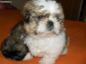 Shih Tzu de vanzare,     2 luni,    femela si mascul