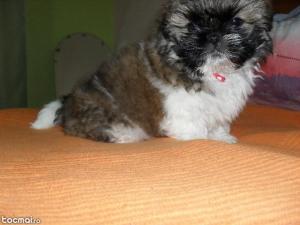Shih Tzu de vanzare,     2 luni,    femela si mascul