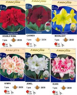 Bulbi -Crini Amaryllis