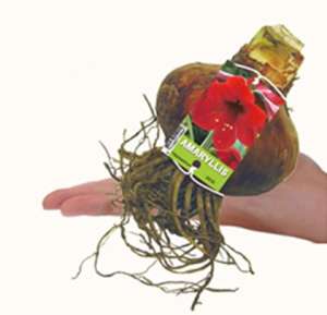 Bulbi -Crini Amaryllis