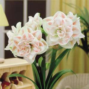 Bulbi -Crini Amaryllis