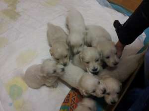 vand URGENT puiuti GOLDEN RETRIEVER