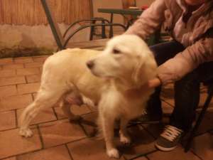 vand URGENT puiuti GOLDEN RETRIEVER